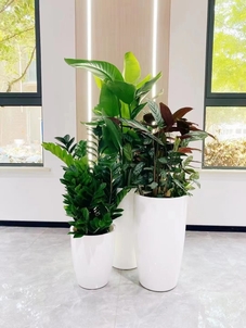 鄞州花卉出租服务好